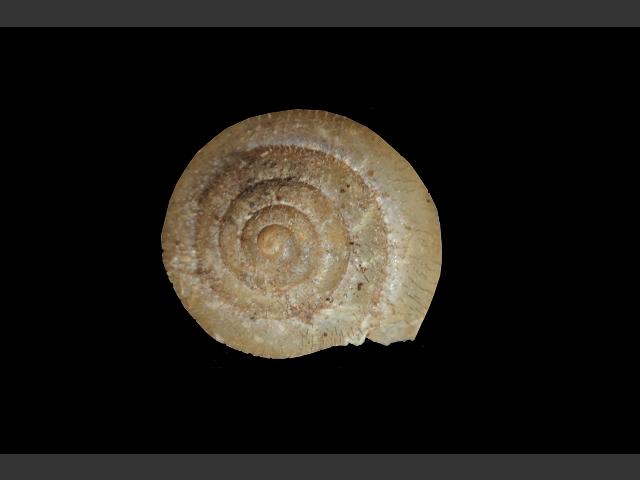 Trochulus sericeus snail Images