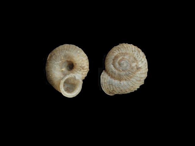 Vallonia pulchella Smooth grass snail Images
