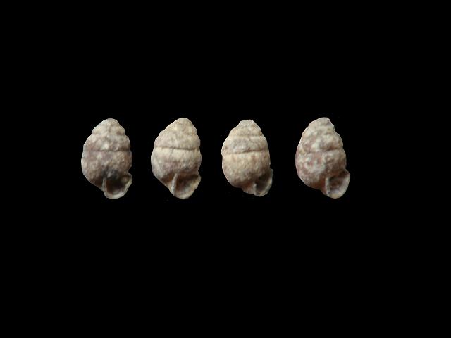 Vertigo antivertigo Marsh whorl snail Images