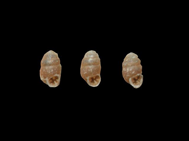 Vertigo pygmaea Common whorl snail Images