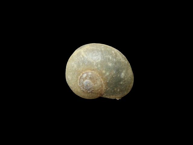 Vitrina pellucida Pellucid glass snail Images
