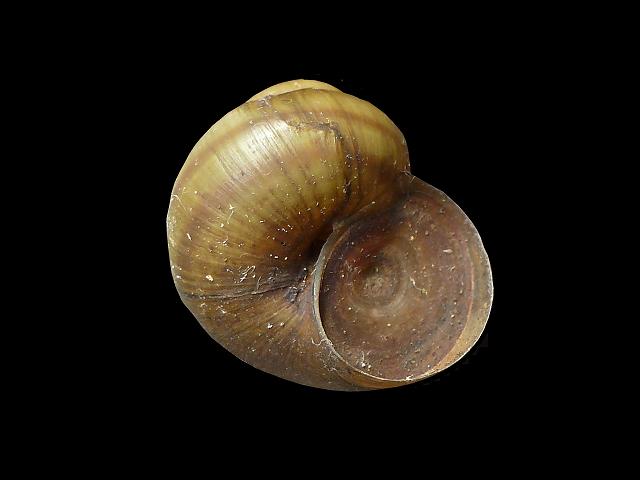 Viviparus contectus Acute mud snail or Listers river snail Images