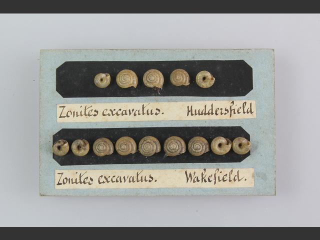 Zonitoides excavatus Hollowed glass snail Images