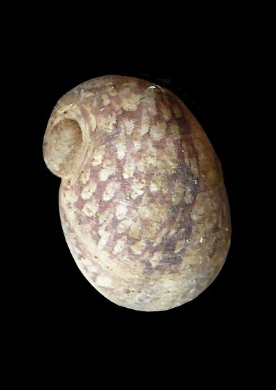 Terrestrial Slug Snail Mollusc Images UK