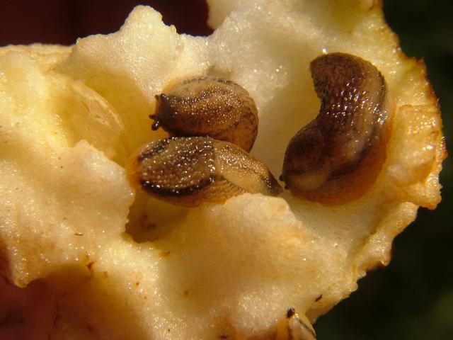 Arion owenii Irish garden or Warty slug Images