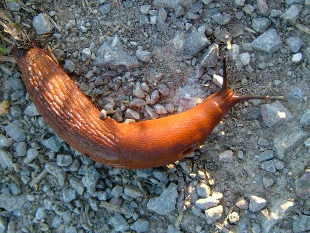 Arion rufus Large red slug Images