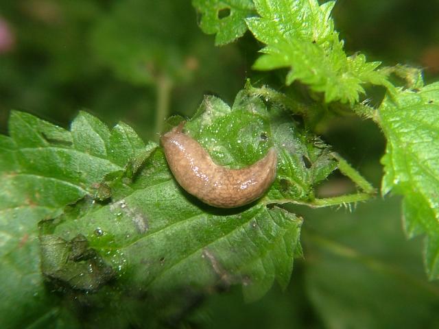 Deroceras reticulatum Netted keelback slug Images