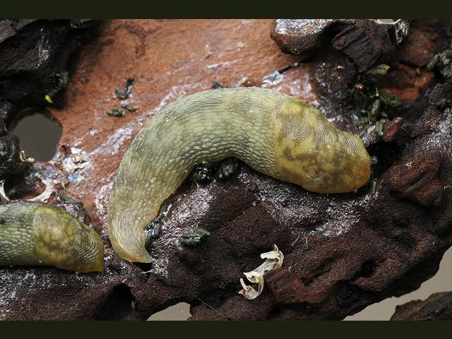 Limacus maculatus Irish yellow slug Images