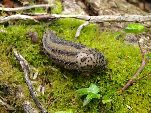 Limax maximus Leopard Great grey Slug Images