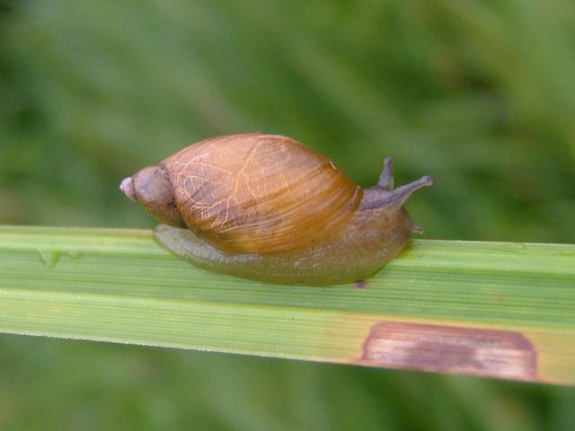 Succinea putris Large Amber Snail Images