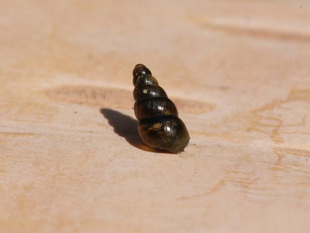 Balea sarsii heydeni Tree snail Images