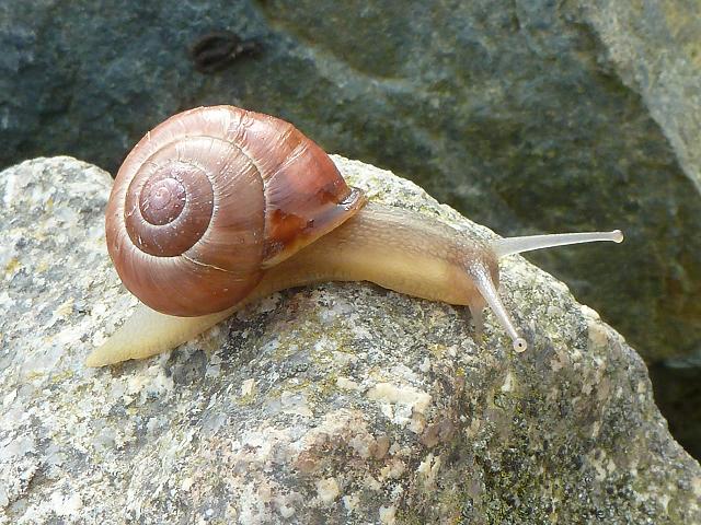 Cepaea nemoralis nemoralis Brown lipped Snail Images