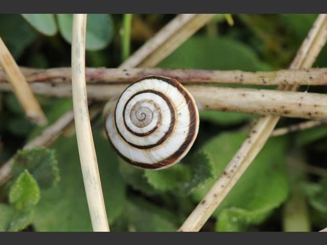 Cernuella virgata Striped snail Images