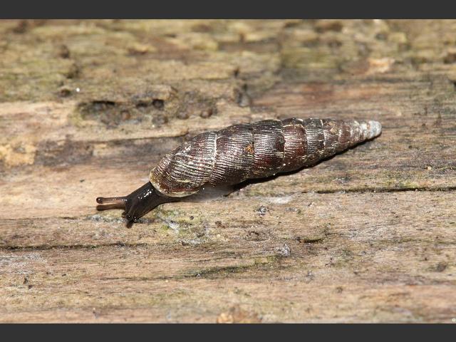 Clausilia bidentata bidentata Two Toothed Door Snail Images