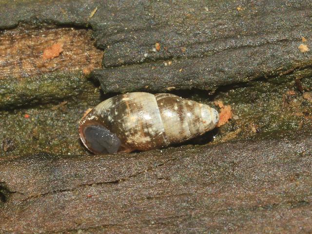 Cochlicopa lubrica Glossy Pillar Slippery or moss snail Images