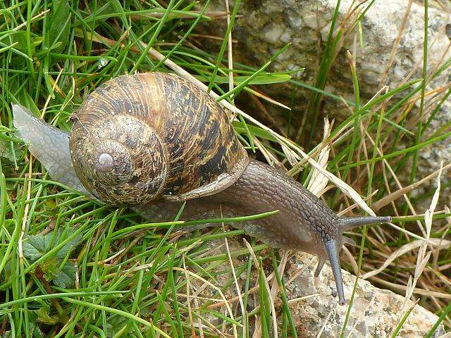 Cornu aspersum Helix aspersa Garden snail Images
