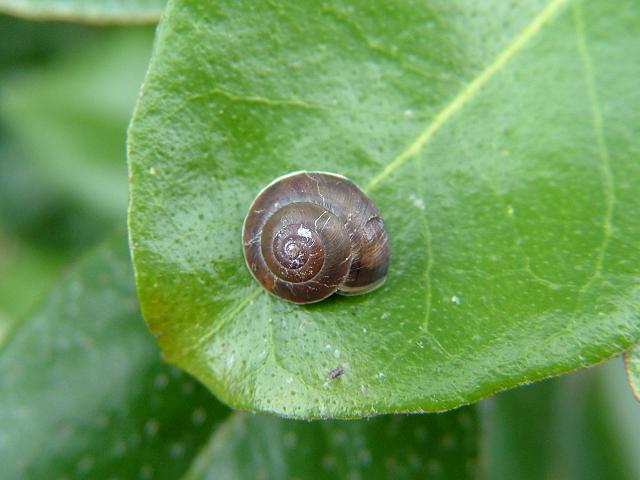 Hygromia cinctella Girdled snail Images