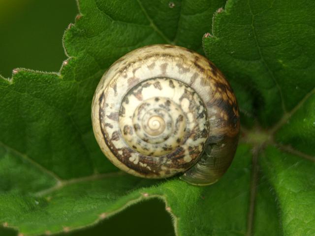 Monacha cantiana Kentish Garden Snail Images