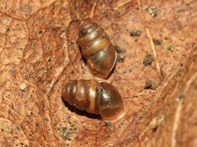 Lauria cylindracea Common chrysalis snail Images