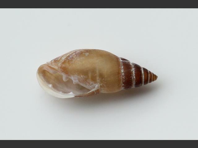Myosotella myosotis Estuarine mouse eared snail Images