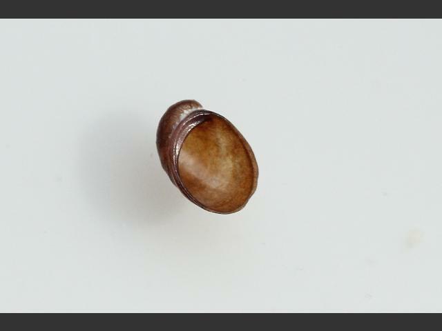 Otina ovata Little ear shell snail Images