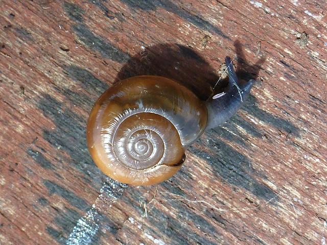 Oxychilus navarricus helveticus Glossy glass snail Images