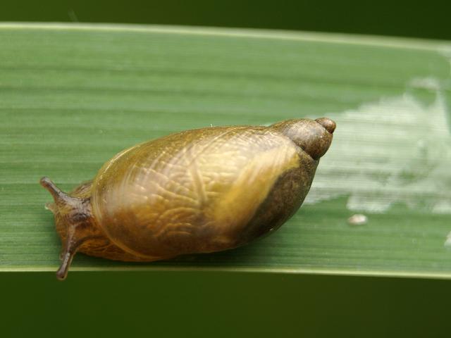 Oxyloma elegans elegans pfeifferi Pfeiffers amber Snail Images