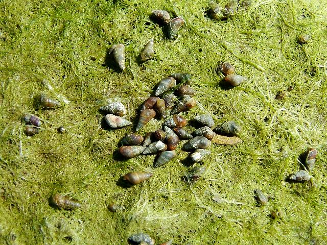 Peringia ulvae Laver spire shell Images