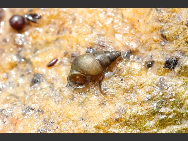Potamopyrgus antipodarum Jenkins spire shell Images