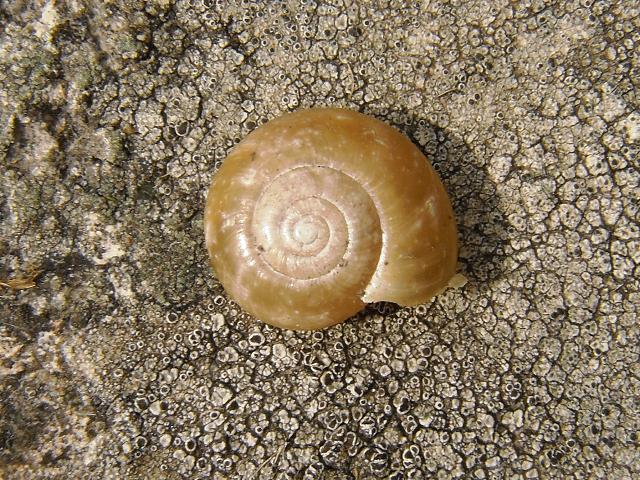 Trochulus striolatus Strawberry snail Images