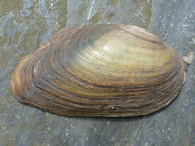 Anodonta anatina Duck mussel Freshwater Bivalve Images