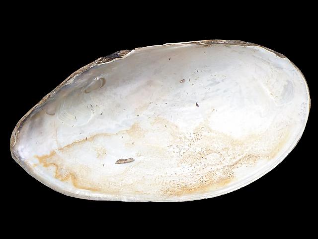 Anodonta cygnea Swan mussel Freshwater Bivalve Images