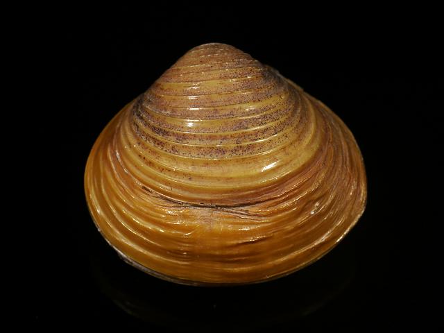 Corbicula fluminea Asian Asiatic Golden Freshwater Clam invasive non native species Freshwater Bivalve Images