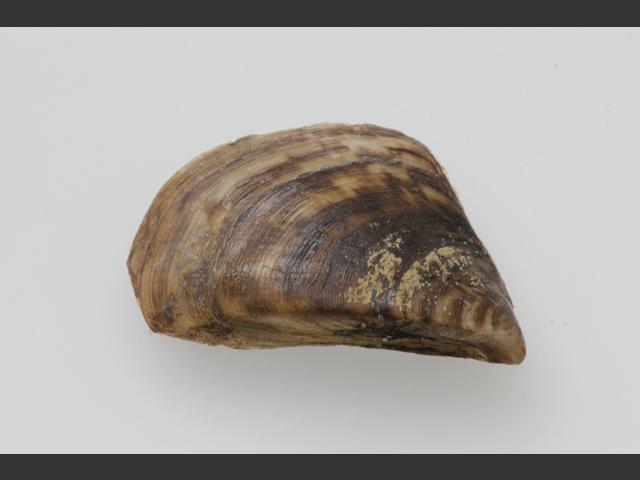 Dreissena polymorpha Zebra mussel Freshwater Bivalve Images