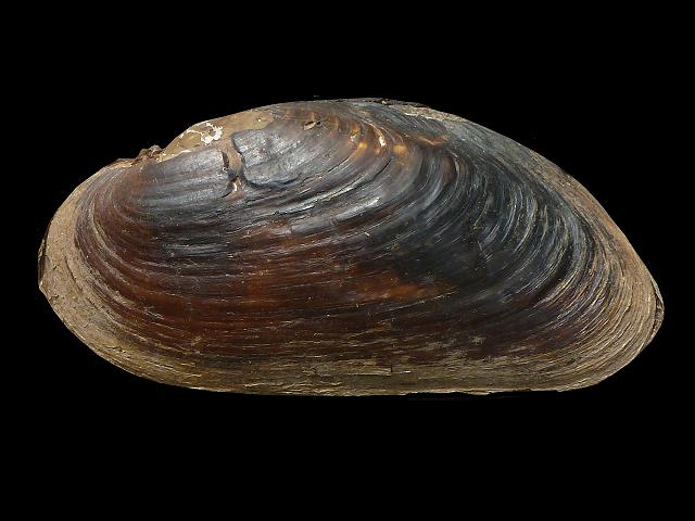 Margaritifera margaritifera Pearl mussel Freshwater Bivalve Images