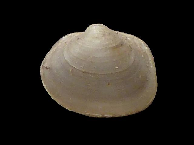 Musculium lacustre Lake orb shell Freshwater Bivalve Images
