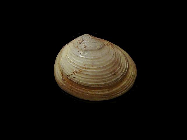Pisidium amnicum River pea shell Freshwater Bivalve Images