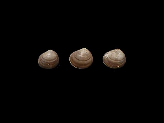 Pisidium nitidum Shining Pea shell Freshwater Bivalve Images