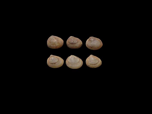 Pisidium personatum Fountain Pea shell Freshwater Bivalve Images