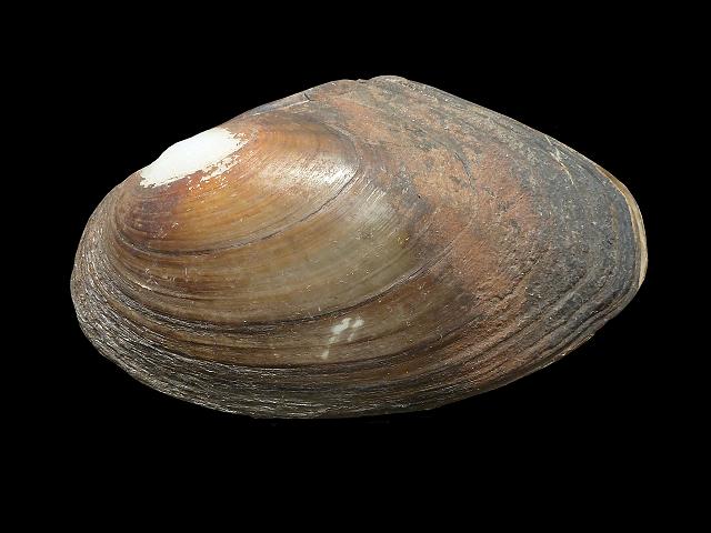 pseudanodonta complanata depressed river mussel Freshwater Bivalve Images