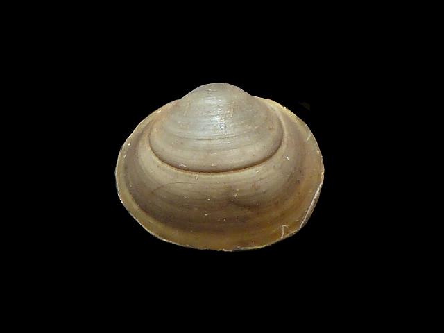 Sphaerium corneum Horny orb shell Freshwater Bivalve Images