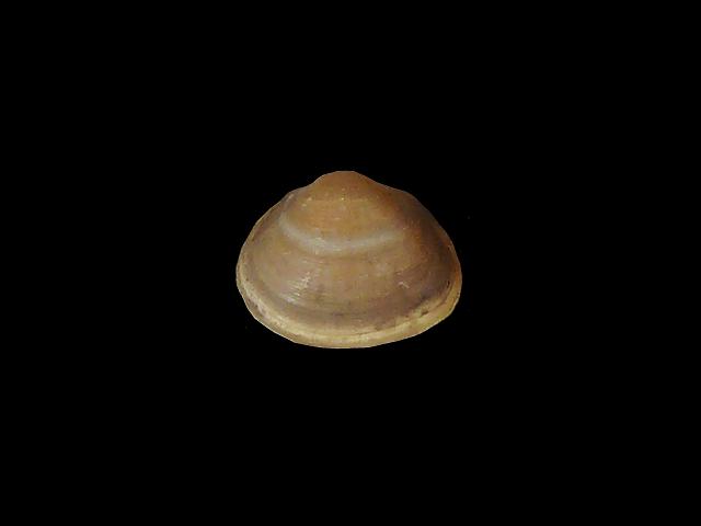 Sphaerium nucleus Swamp orb shell Freshwater Bivalve Images