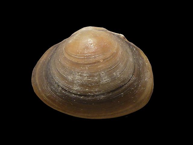 Sphaerium rivicola Nut orb shell Freshwater Bivalve Images