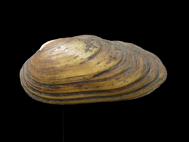 Unio pictorum Painters mussel Freshwater Bivalve Images