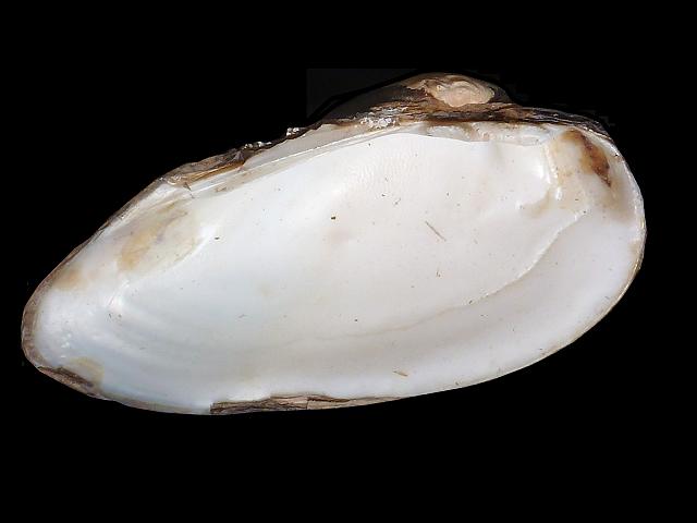 Unio tumidus Swollen river mussel Freshwater Bivalve Images