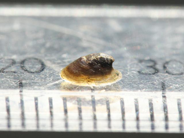 Ancylus fluviatilis River limpet Snail Images