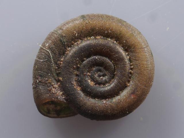 Anisus leucostoma White lipped ramshorn snail Images