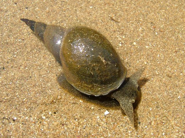 Lymnaea stagnalis Greater pond snail Snail Images