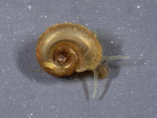 Gyraulus albus White ramshorn snail Images