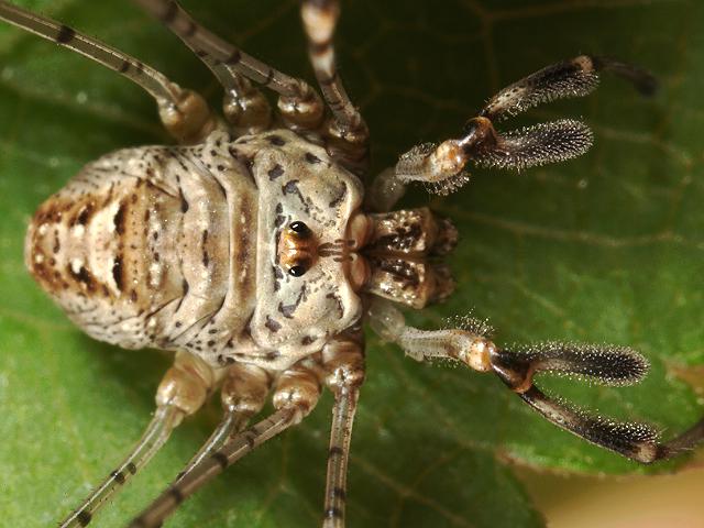 Dicranopalpus ramosus Fork palped Harvestman Spider Images
